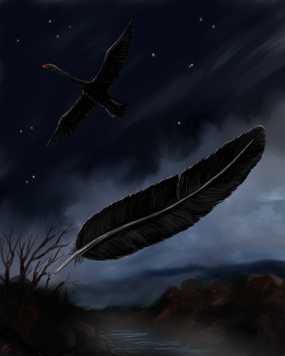 Ein schwarzer Schwan, von dem eine Feder herabsinkt